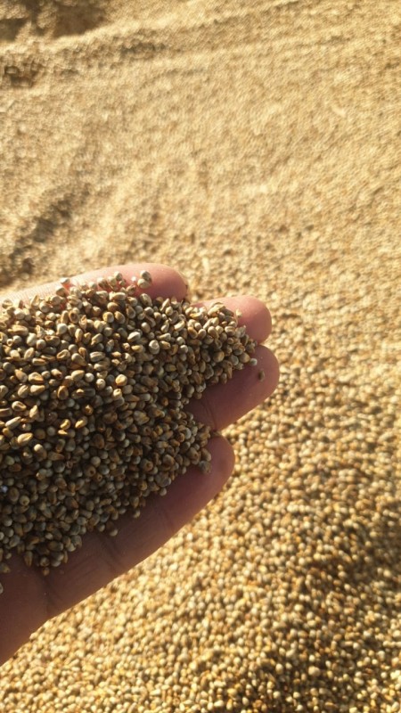green millet from India